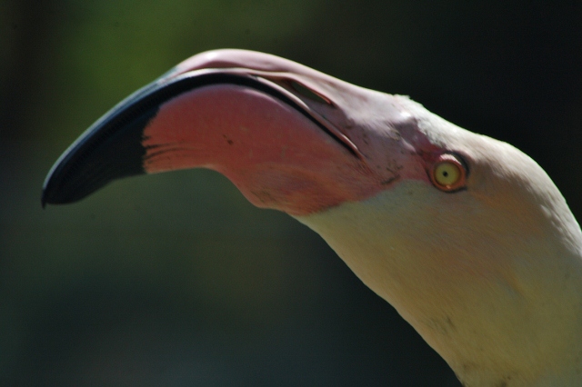 flamingo